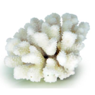 Натуральный коралл  UDeco Finger Coral L